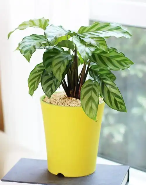 翠叶竹芋,原产巴西,是竹芋科,肖竹芋属 多年生常绿草本植物.