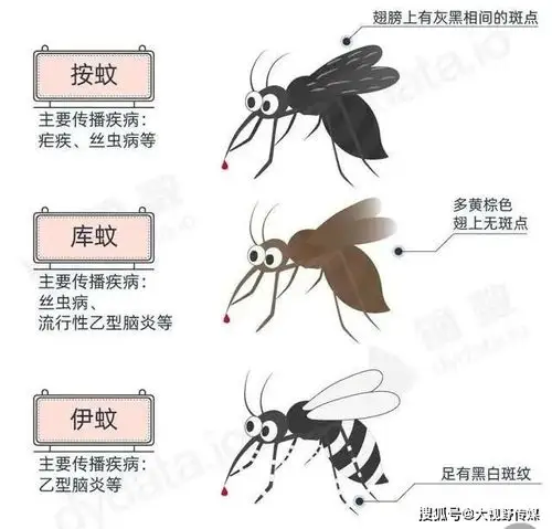 主要是伊蚊;●19点~23点和凌晨2点~4点:叮咬人的蚊子主要是淡色库蚊