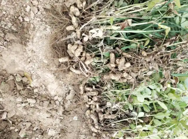 花生结荚期如何管理,更有利于高产?