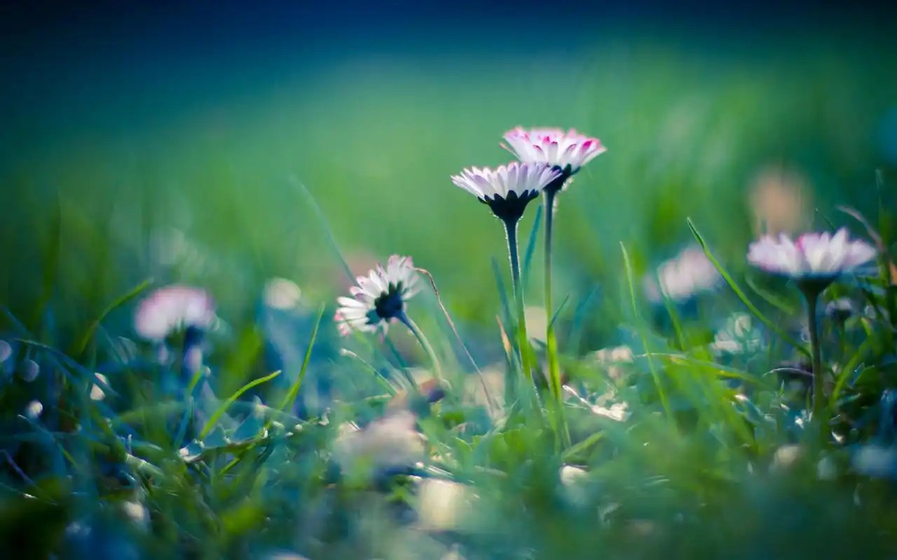 唯美淡雅的花草高清壁纸-风景壁纸-壁纸下载-美桌网