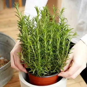 迷迭香百里香盆栽可食用西餐料理花卉香氛清新净化空气香草植物