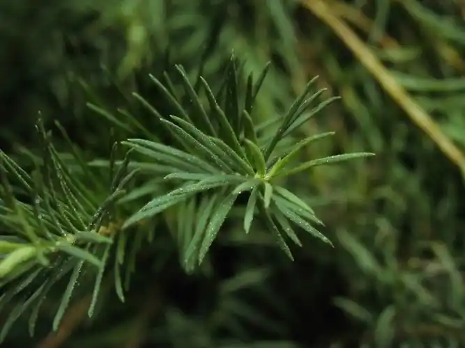 澳洲茶树纯露/互叶白千层