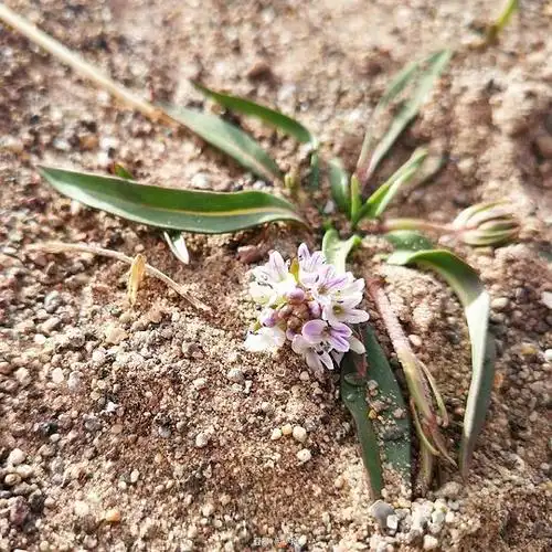 【短穗兔耳草】放大看超可爱的兔耳朵