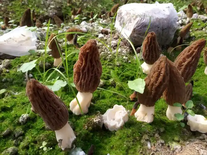 惊蛰后第一道鲜品-羊肚菌