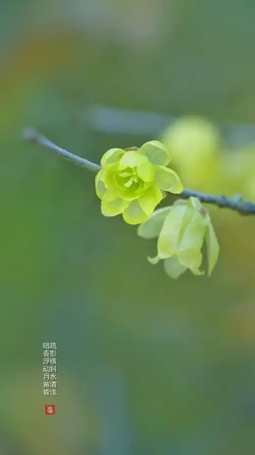 "疏影横斜,暗香浮动"……但林逋这诗到底说的是寒冬腊梅还是早春梅花?