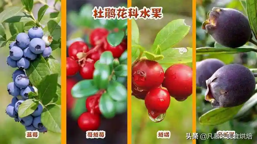 水果有什么1种水果名称大全