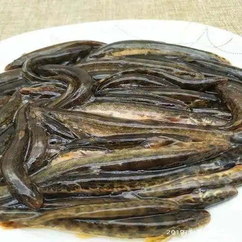 游钓人生之记录篇,东北野生溪水鱼,花狸棒子.