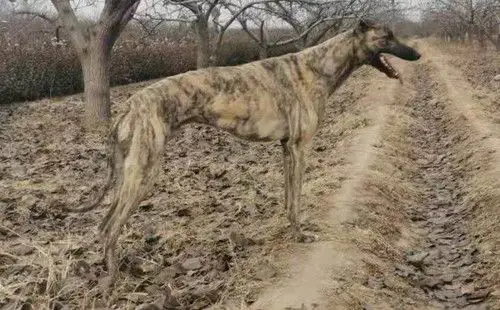 金字塔 900111880715376,hjwcawt - 格力犬yy--格力犬中英文血统查询