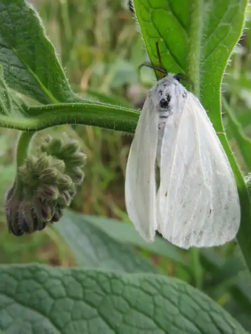 后河美国白蛾02