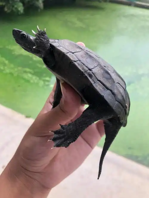 一个大尾巴墨龟