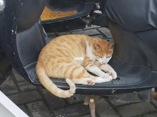 一只名为大黄贵妇猫