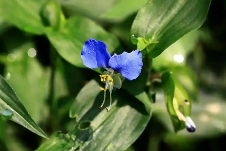 鸭跖草鸭跖草科鸭跖草属