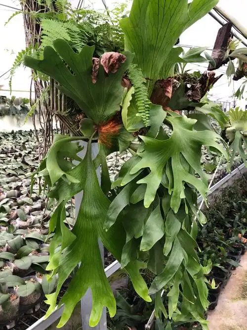 植物皇冠鹿角热带雨林附生蕨类进口花卉时令草本花卉
