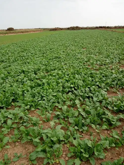 初冬油菜苗长势喜人