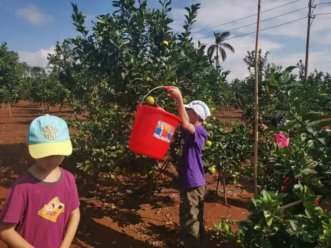 海南福山澄迈福橙果园摘果记