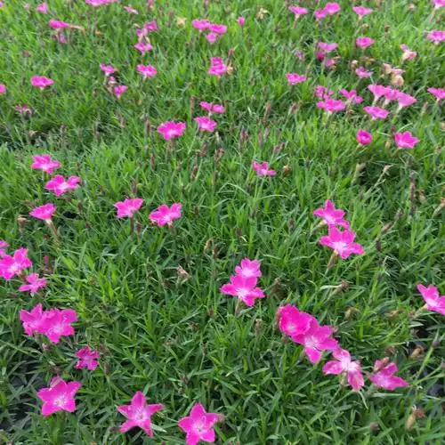 耐寒宿根花卉欧石竹 双色盆欧石竹 开花草坪石竹 常夏地被石竹