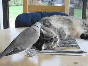 动物gif喵星人gif小鸟gif搞笑gif呆萌gif