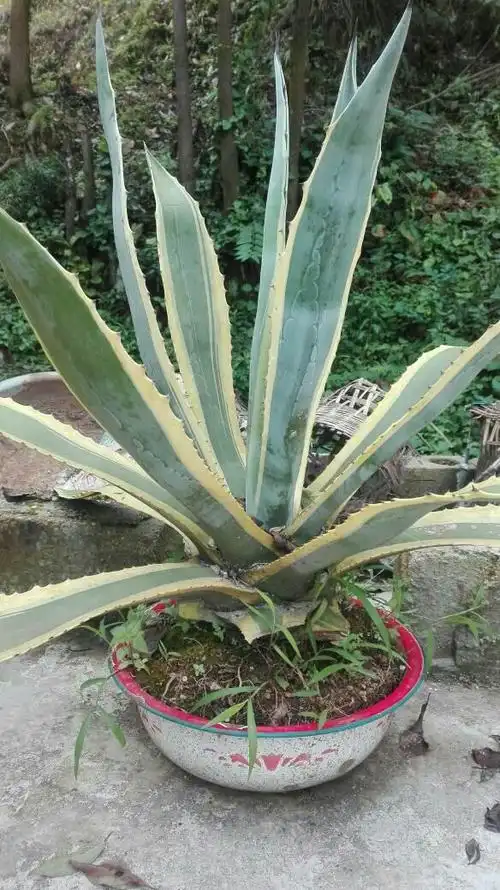 这芦荟是什么品种?