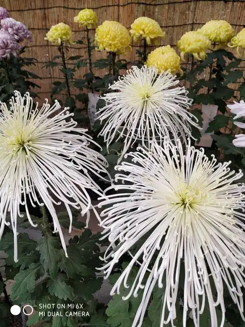 日本行(三) - 美篇