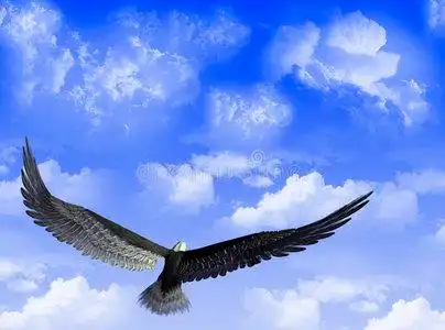 天空中的秃鹰飞翔在蓝天上的大自然在天空中飞翔的老鹰天空中的鹰翱翔