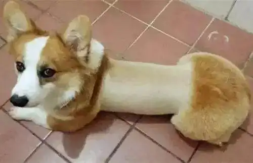 【来问】天气这么热,给狗狗剃光会更凉快么?_毛发