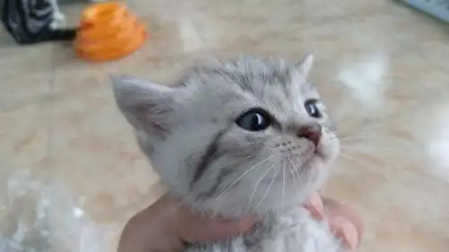 一窝蓝眼睛英短小猫找新家