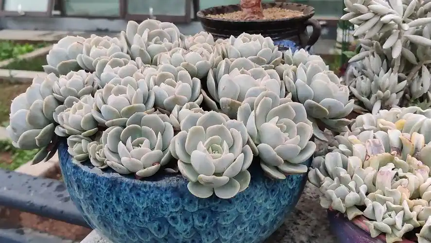 鲁氏石莲,强烈安利的品种哦