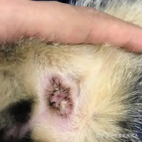 猫咪肛门上有白色的东西是什么