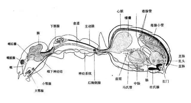 写在最后虽然麻雀的内部器官与我们差不多,但是这并不代表蚂蚁也是