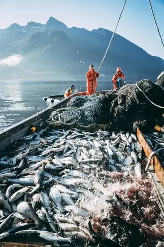 美国阿拉斯加渔民捕捞海产