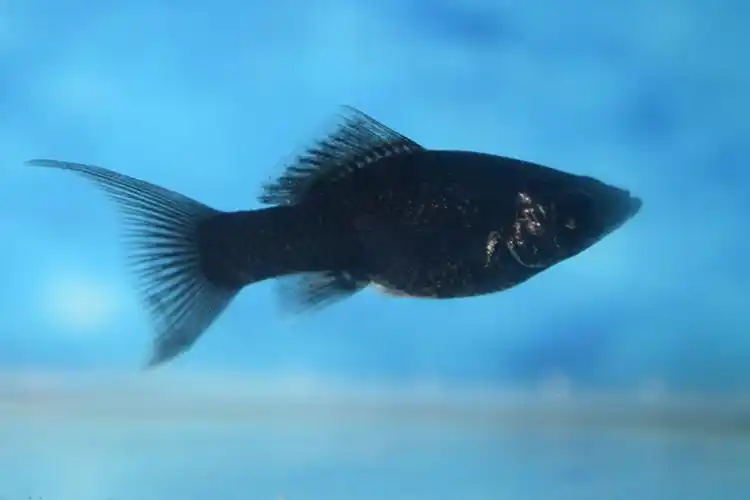 皮球玛丽鱼活体怀孕小型热带鱼下崽狂魔鱼银玛丽鱼黑玛丽鱼胎生鱼 黑