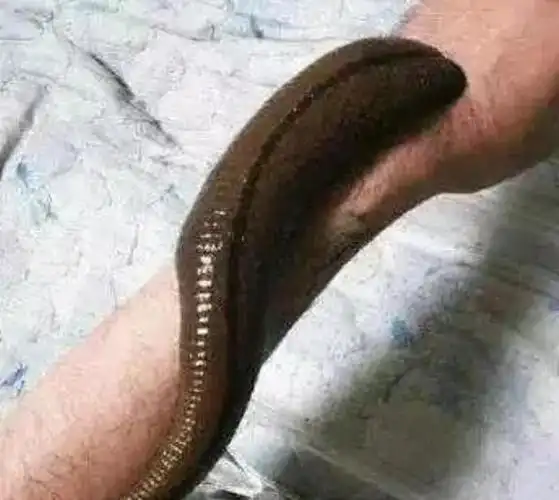 柬埔寨食人水蛭是现在世界上最恐怖的生物食人水蛭的由来