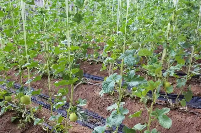 临潼一村一品:相桥甜瓜