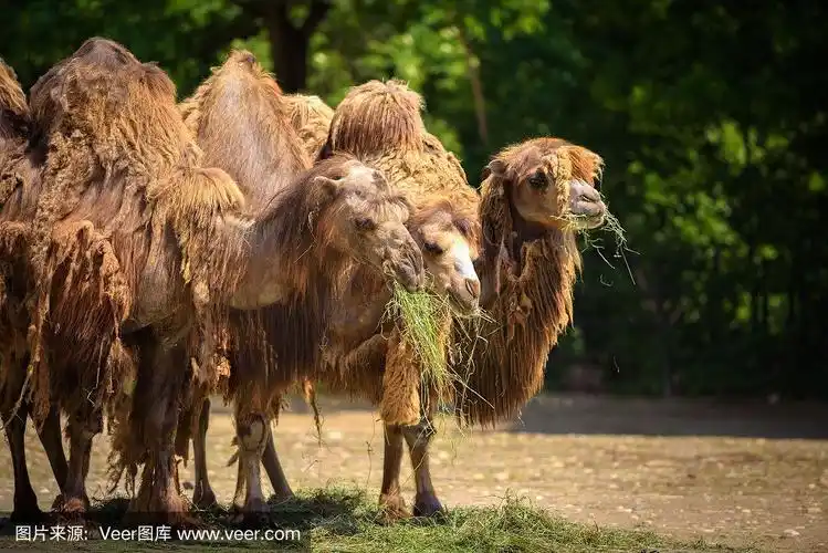 三头双峰驼正在进食