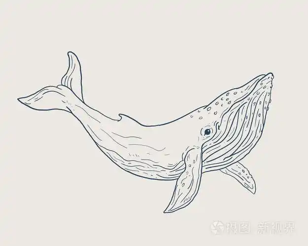蓝鲸矢量插画艺术线条