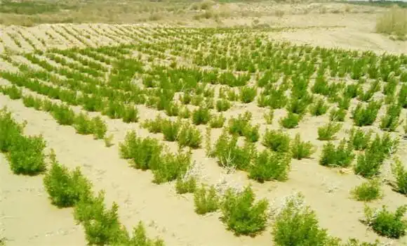 柠条寿命长,可一年种植多年利用,当生长到8-10年,植株表现衰老时,应于