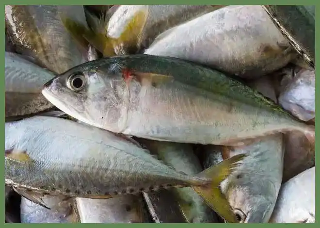 海鱼的品种及图片 鱼类图片大全