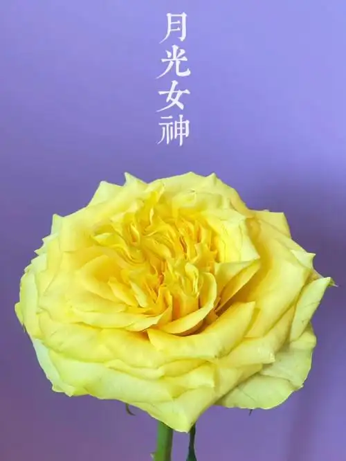 国产玫瑰宏博月光女神