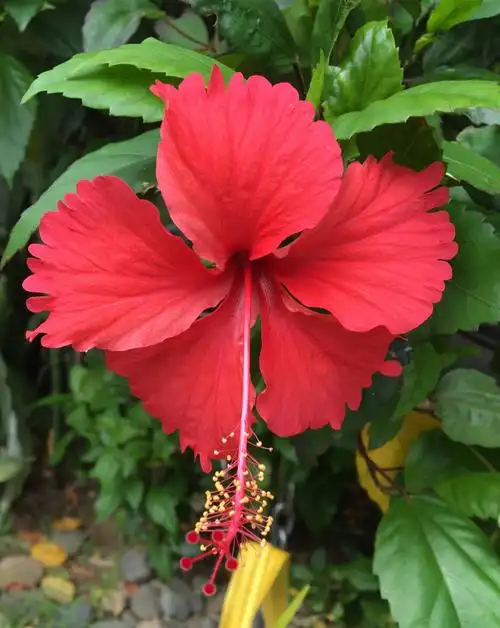 拍摄于2017年10月,被誉为斐济国花的扶桑