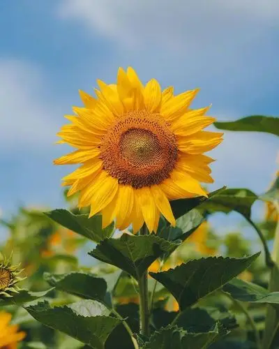 向日葵把美好给了阳光把悲伤留给了自己