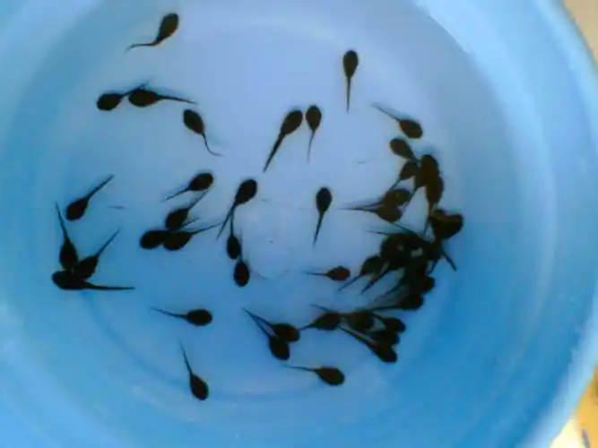 蝌蚪(两栖类动物幼体)