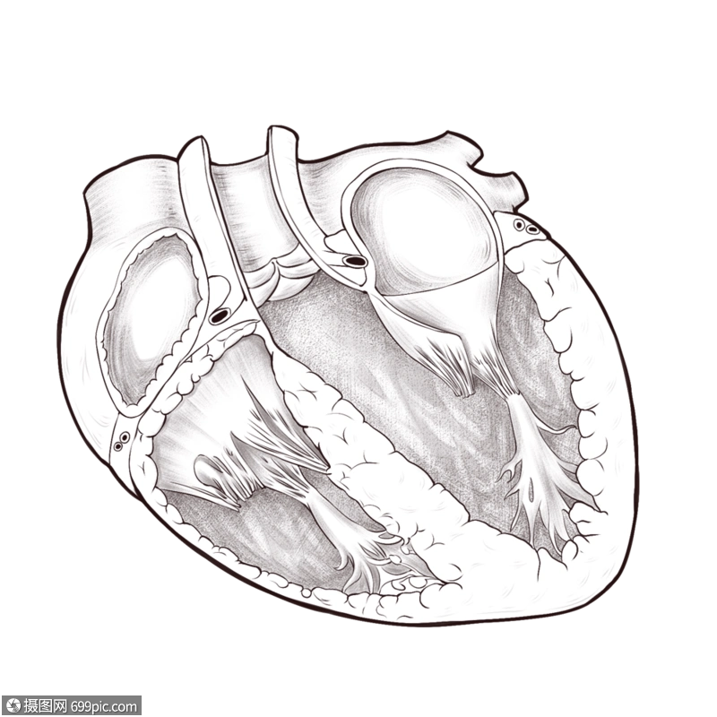 心脏剖视图内科心脏切面