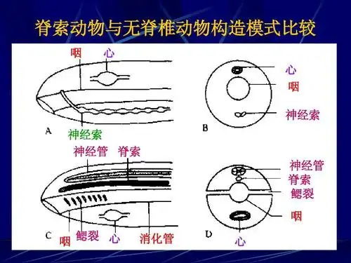 动物生物学 脊索动物ppt
