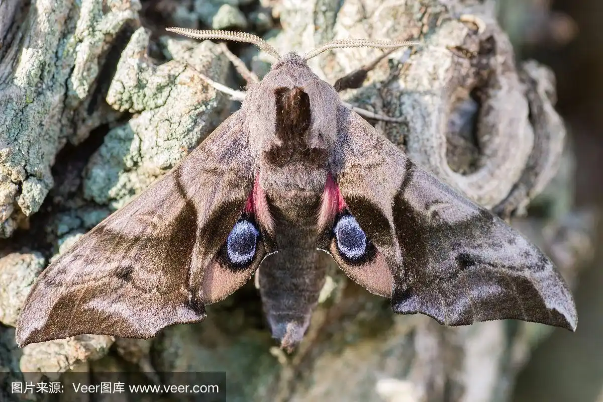 有眼的鹰蛾(鹰蛾),后翅可见