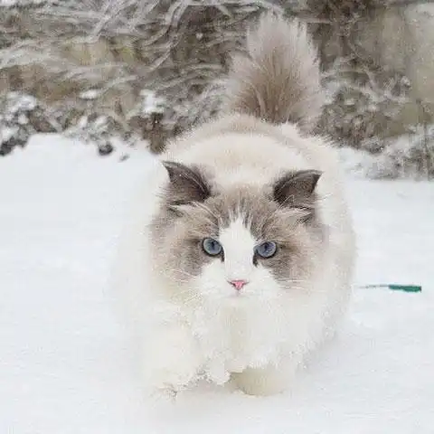 可爱的布偶猫,真的是太漂亮了,网友:这可是猫中公主啊!