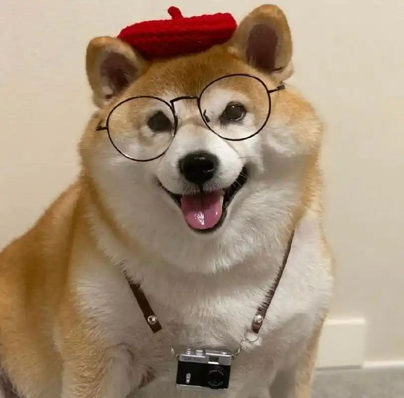 柴犬和土狗,谁更好养?这些对比,一目了然