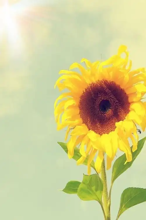 向日葵的花语:勇敢的爱 -意境图片-唯美图片大全