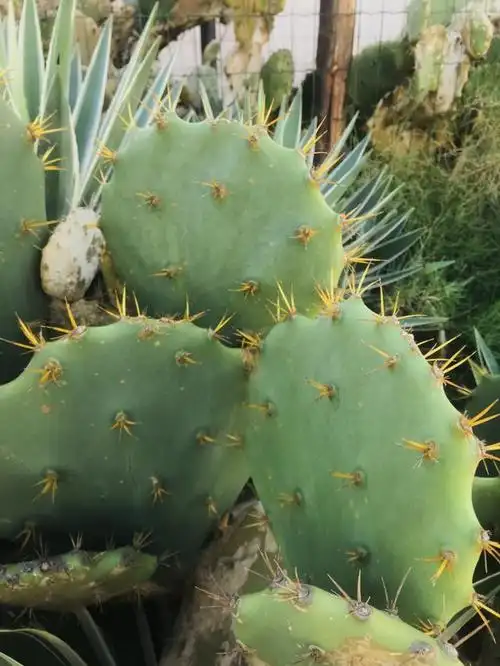 家里养仙人掌好不好?了解仙人掌的功能,为家居环境增添一份美感