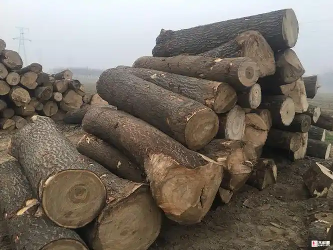 无法查看个人信息 [销售] 分类原木 国产原木 品名桐木 价格面议 时间