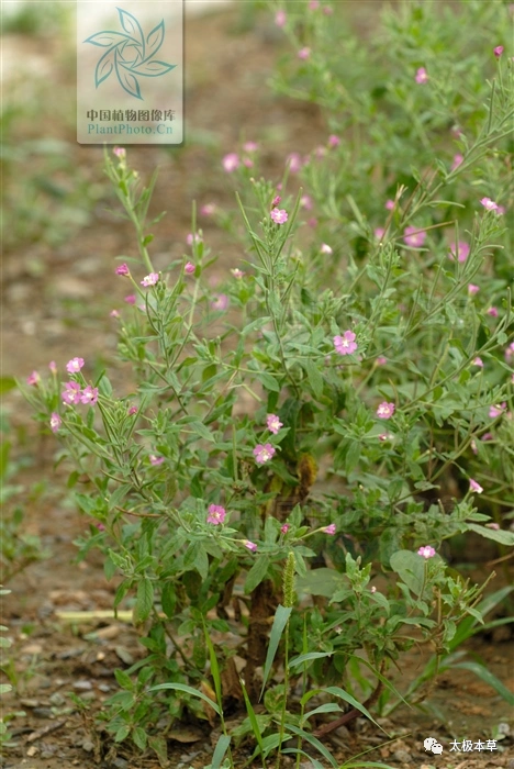 水接骨丹见过吗活血止血消炎止痛去腐生肌治骨折跌打损伤